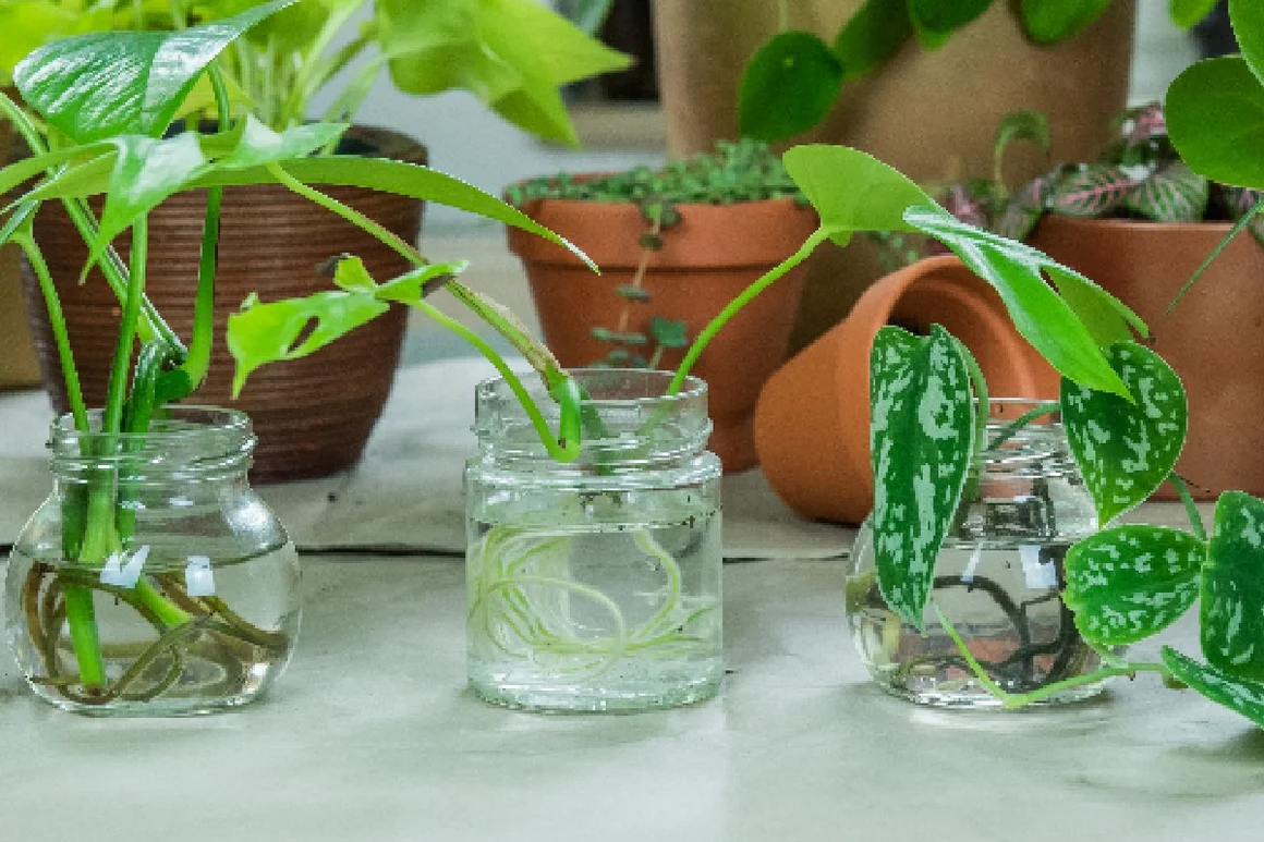 Drei Ableger in Gläsern mit Wasser